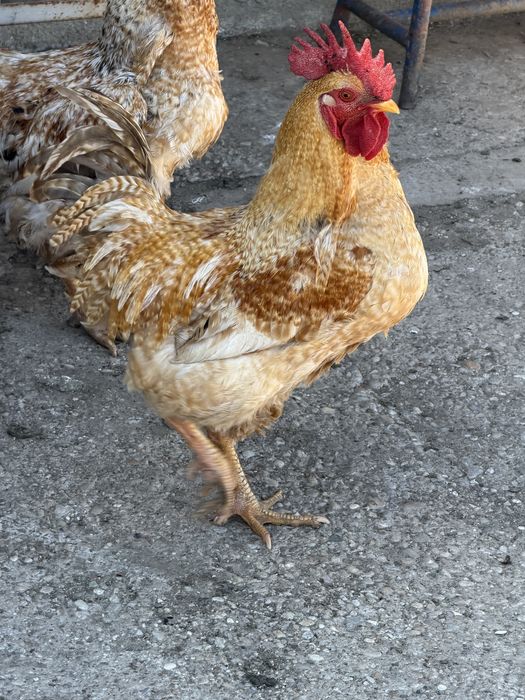 Vand cocosi si ratoi