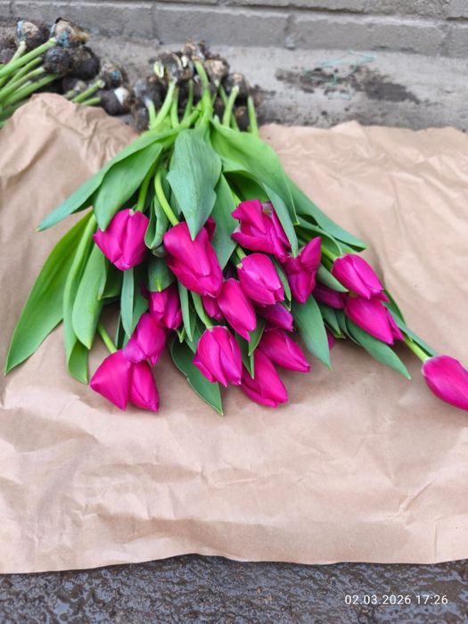 Тюльпаны Қызғалдақ гул цветы гүл