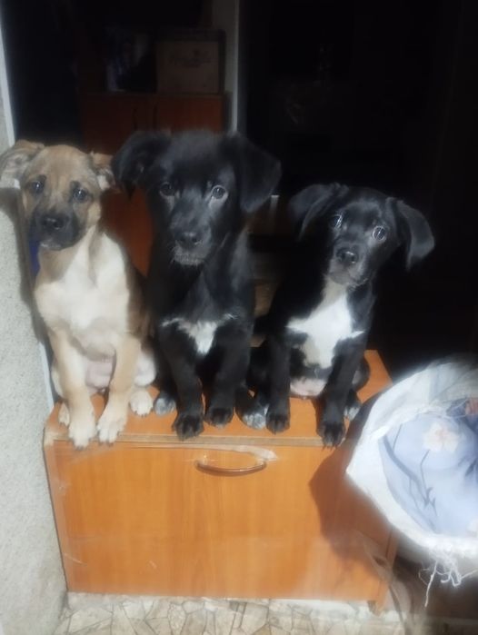 Отдам собак даром