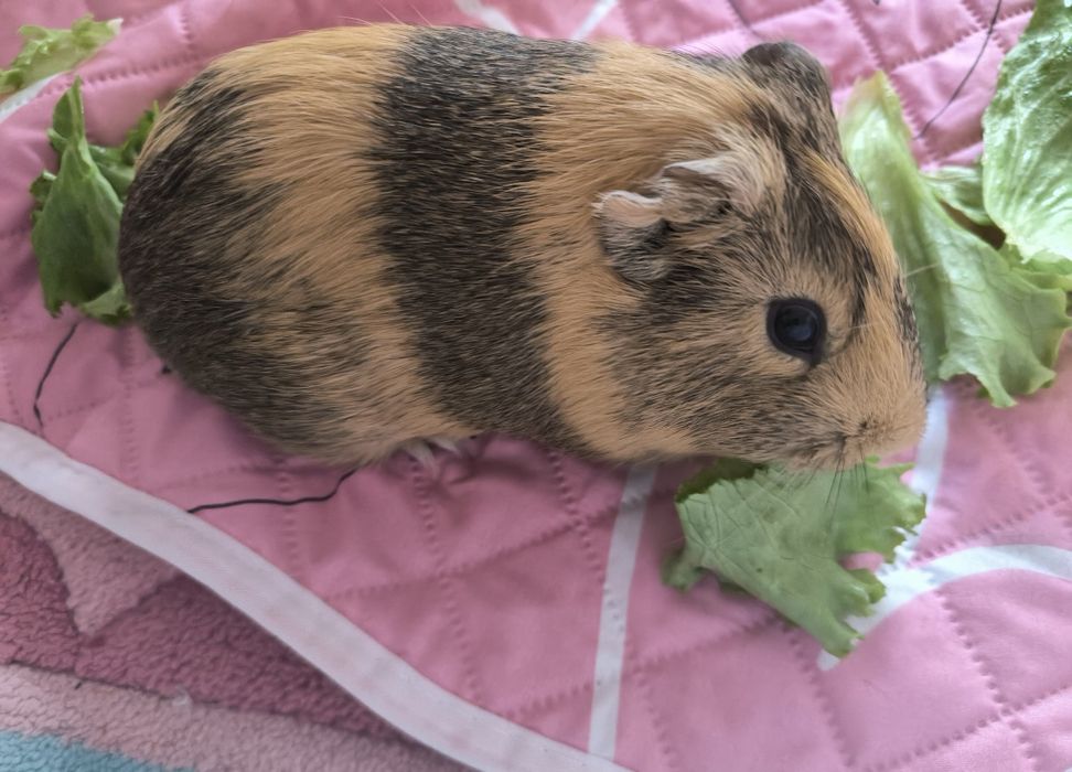 СПЕШНО Две морски свинчета и клетка