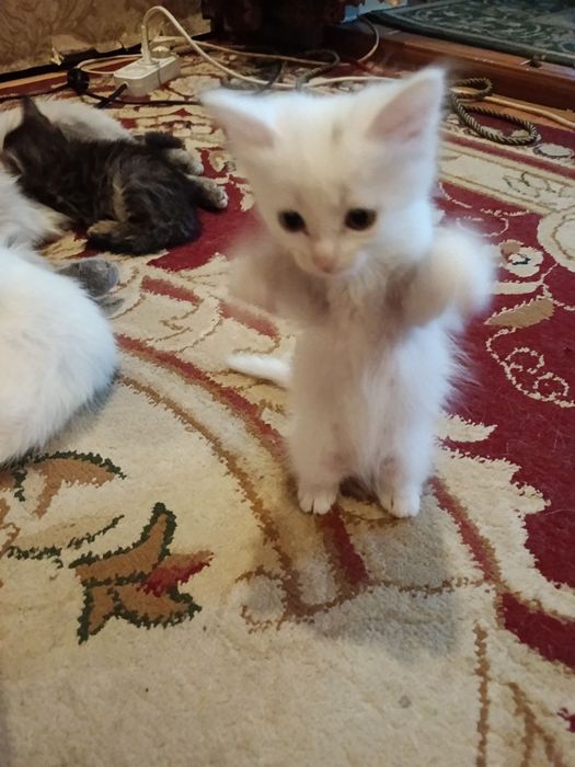 Отдадим котят в очень хорошие руки