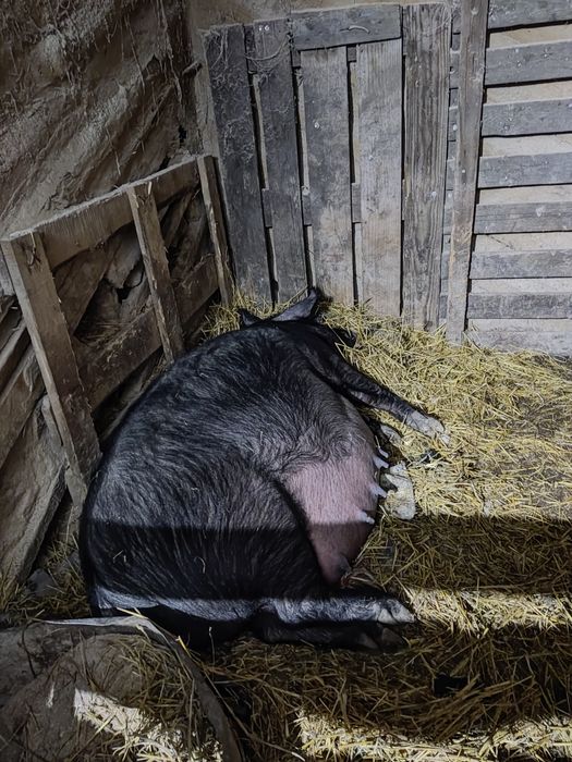 Продам свиноматку