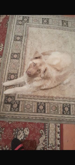 Супер красивый мальчик ищет дом !