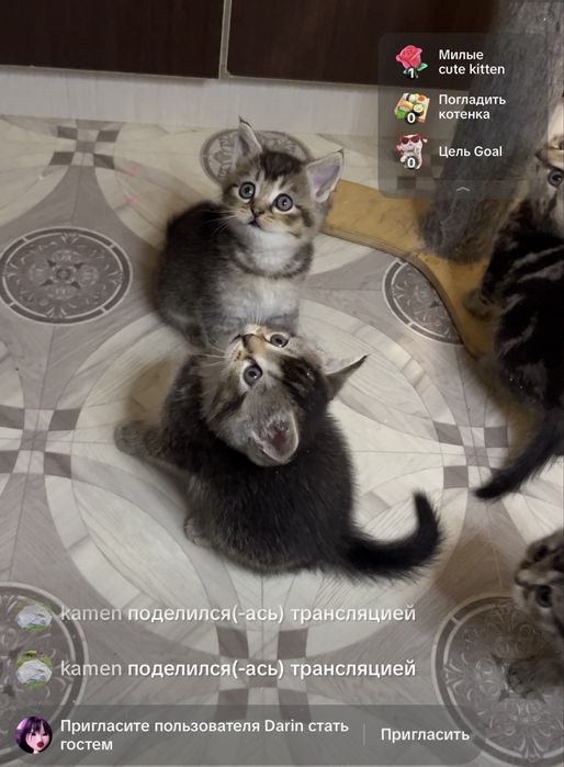 Продам котят мальчиков