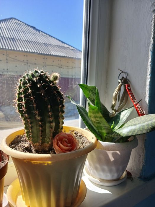 Домашние разные цветы кентау