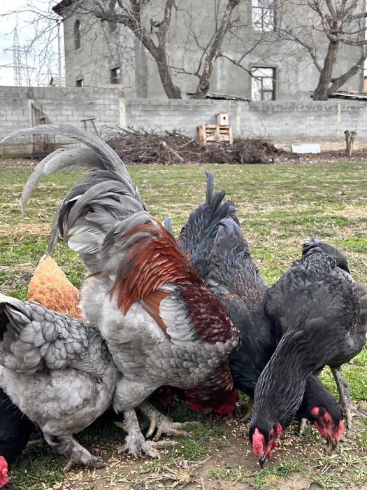 Үй тауықтары сатылады