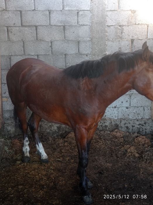 Лошадь на откорме 6 месяцев