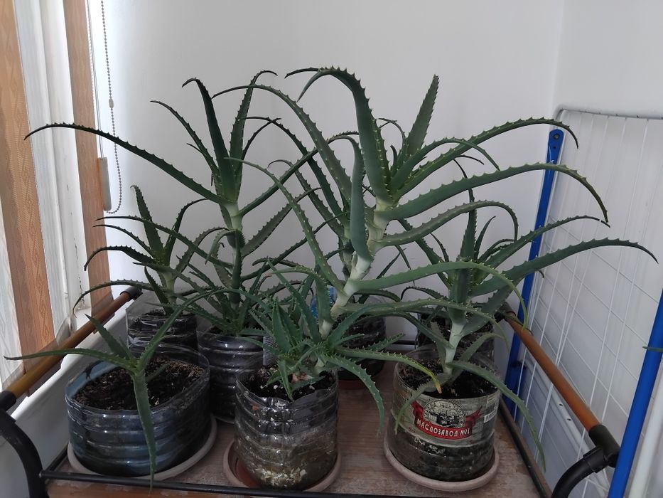 Алоэ столетник 5 лет.