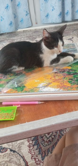 Uy mushuklari õrgatilgan tozza ustollarga chiqmaydi uy ovqatini yeydi