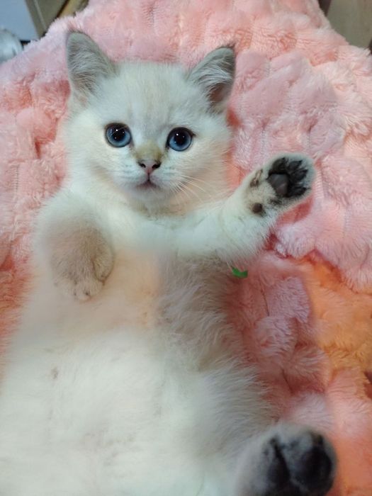 Продаю чистокровных котят шиншилы