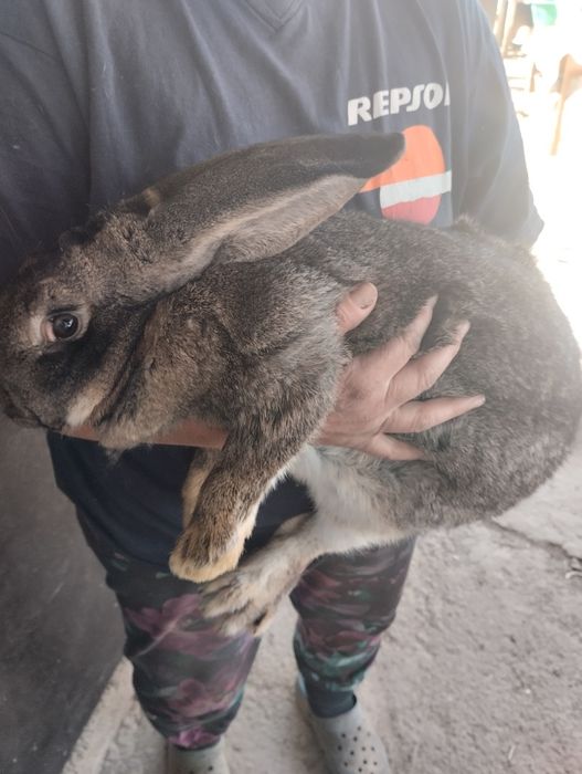 Крольчата, кролики