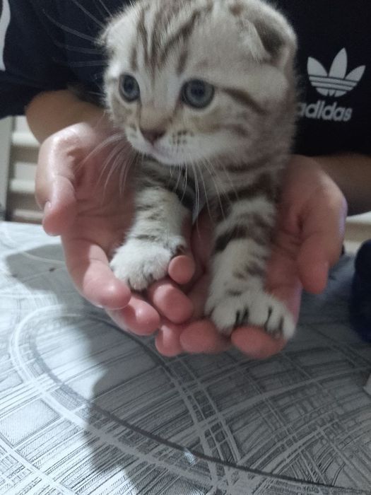 Веслоухий котенок,мальчик