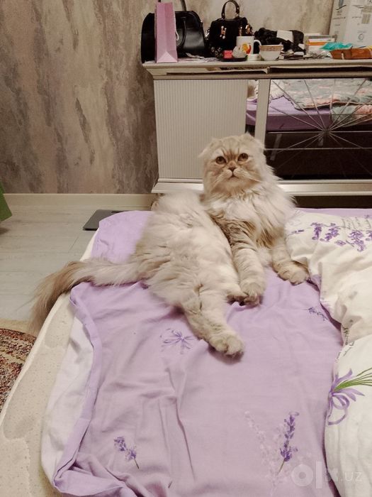 Пропал кот малиш