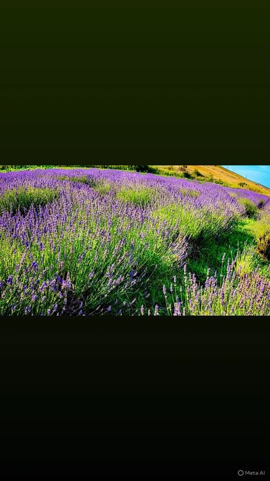 Floare uscată de Lavandin
