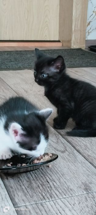 Отдам котят в добрые руки