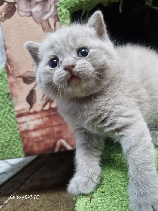 Продам Британские Котята