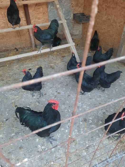 Oua de australorp
