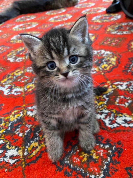 Scottish Straight Скотиш страйт кошка ЧИСТОКРОВНАЯ