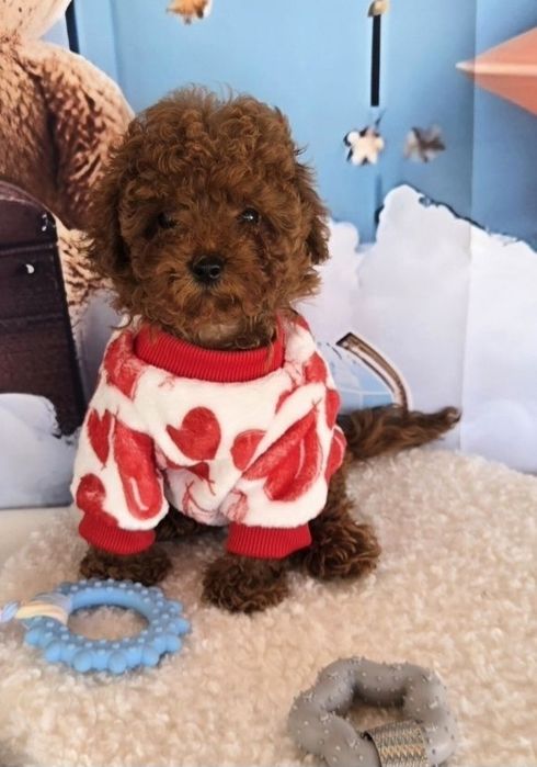 Пудел той с родасловие / Poodle toy