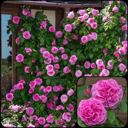 Trandafiri urcători parfumati