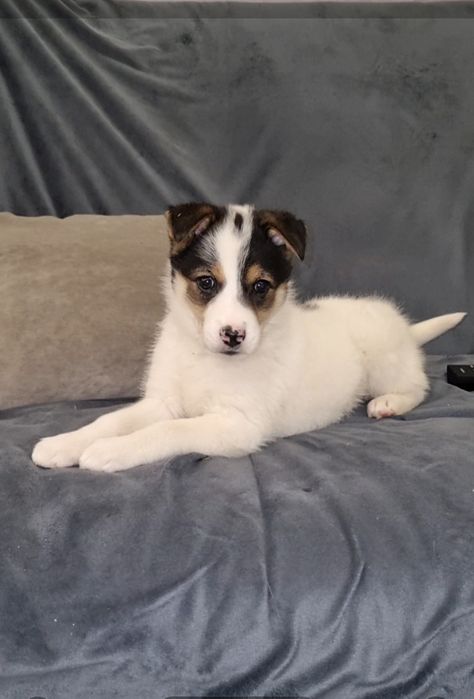 Шкода ищет мампап. Доставлю!