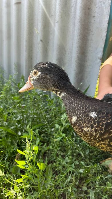 Продам утка срочно!2шт