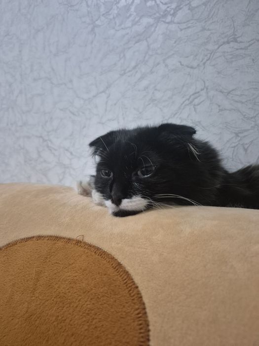 Отдам кошку в добрый руки