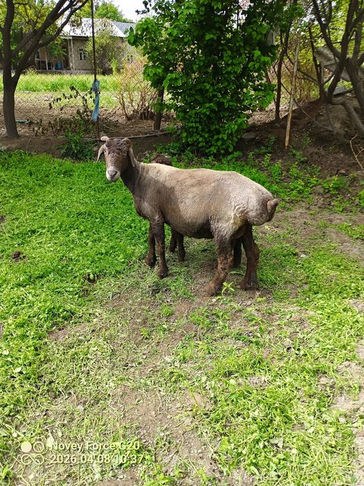 Quy blan mernoz quchqor sotladi