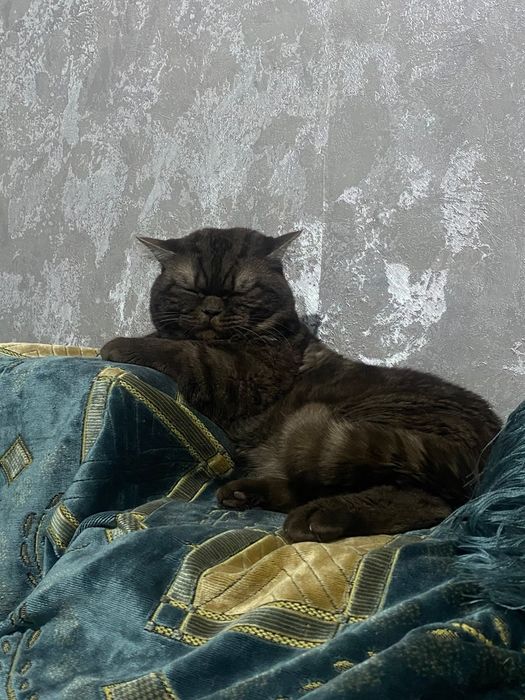 Отдам в хорошие руки