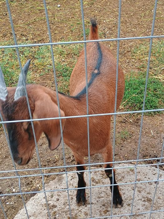 Ieduță metis anglonubiana cu alpin francez