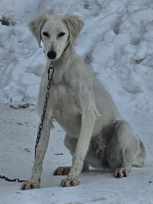 Тазы 10 айдан асты ұрғашы