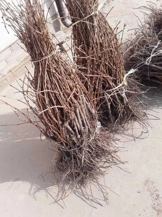 Uzum ko'chatlari ko'p yillik