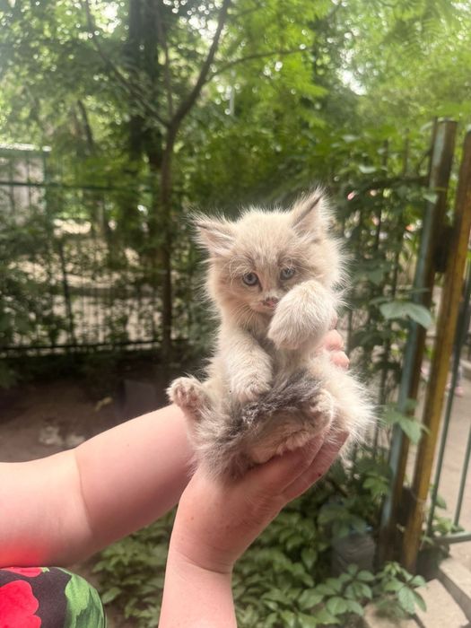 Срочно отдам котят в добрые руки
