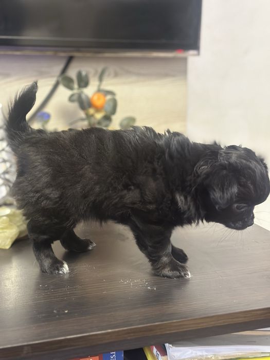 Женско куче чихуахуа на 2 месеца