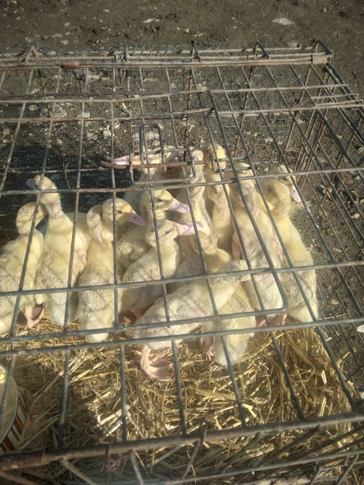 Rățuște Mulard, leșești și gălăgioase