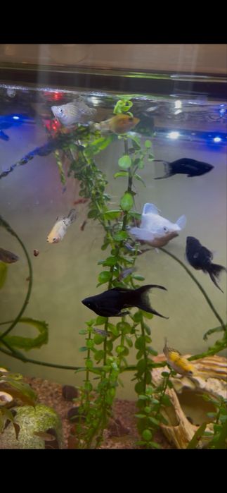 Молинезии баллон