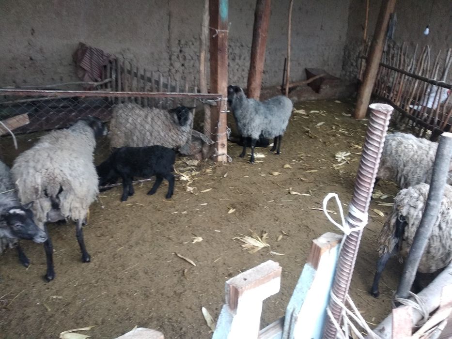 Раманов куйлари сотилади