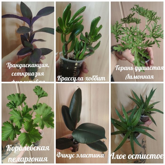 Продам недорого комнатные растения