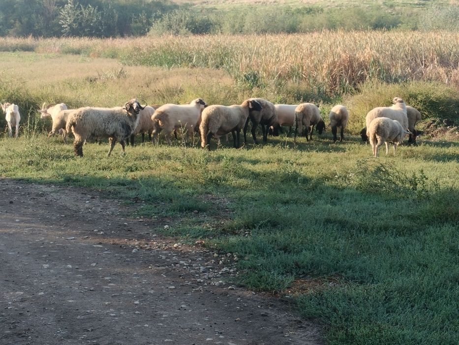 Vând oi Carabase și metiși Carabasa Suffolk,Texel