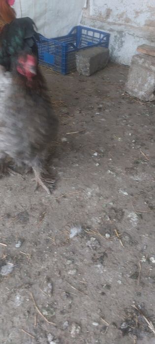 Vând găini  brahma