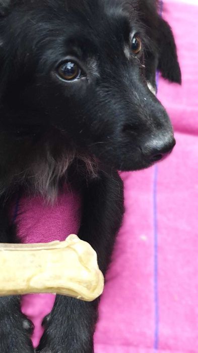 отдам щенка девочку в добрые руки