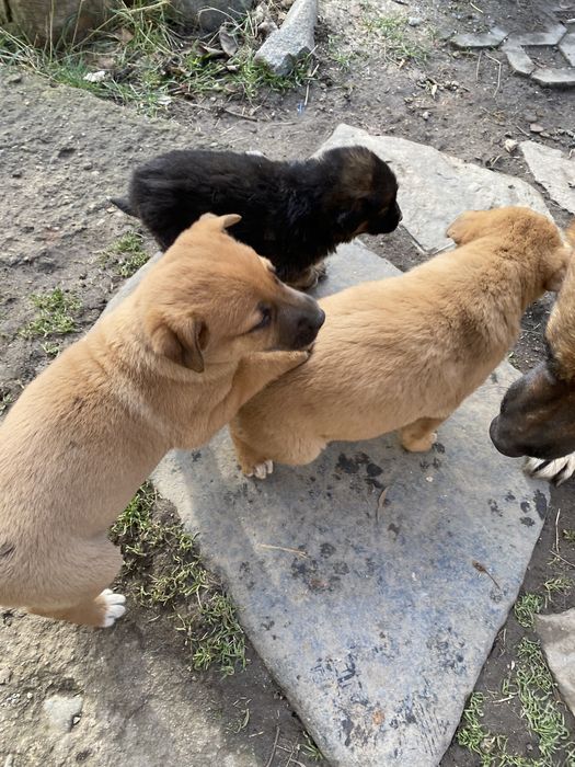 Подарявам кученца