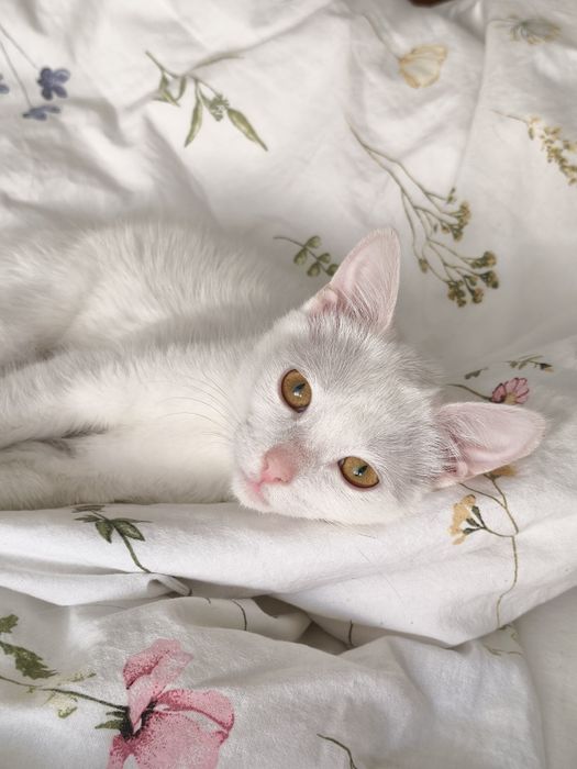 Отдам котёнка в добрые руки, девочка