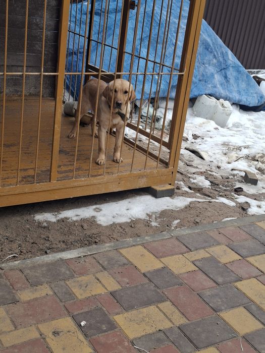 Лабрадор ретривер