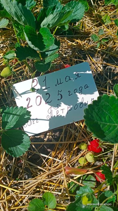 Клубника элитных сортов