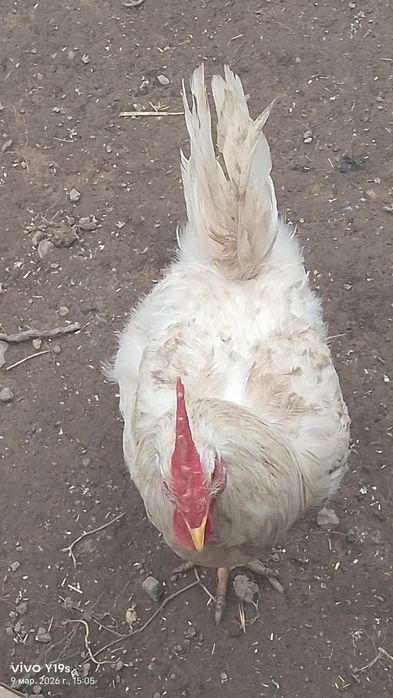 Продаю 11 петухов