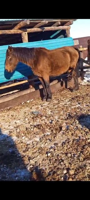 Кабылы хорошй обучены, ручной