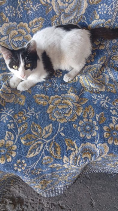 Отдам котят в хорошие руки!