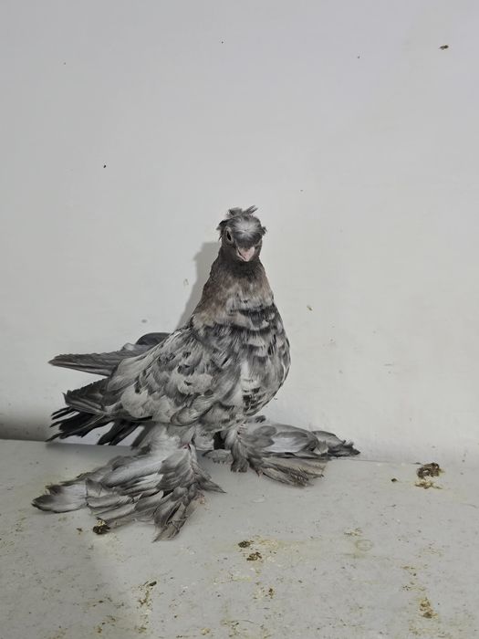 Продаю голубя 2025г