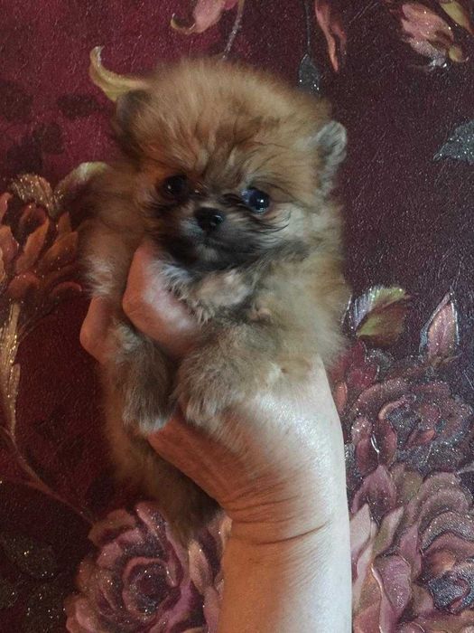 щенки шпицы разного окраса